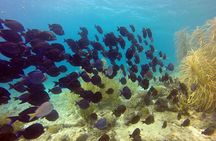 Certified Scuba Diving in Curacao