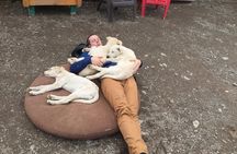 Sled Dog Adventure and Pan for Gold in the Yukon