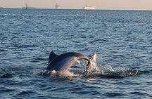 Dolphin Sightseeing Cruise from Tampa
