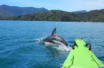 Half day Sea Kayak Guided Tour from Picton
