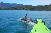 Full day Guided Sea Kayak Tour from Picton