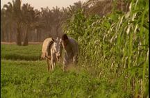 Half-Day Trip to Egyptian Green Farm from Cairo with Breakfast
