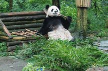 Sanxingdui Ruins and Giant Pandas Private Day Tour from Chengdu