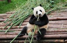 Half-Day Tour at Chengdu Panda Breeding Research Base
