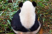 Half-Day Tour at Chengdu Panda Breeding Research Base