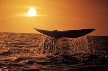 Whale Watching in Hermanus (landbased)