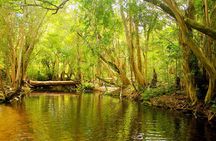 Private Half Day Tour: World Heritage Rainforest & Waterfall
