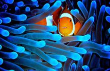 5-Day Best of Cairns with Daintree, Kuranda, and Great Barrier Reef