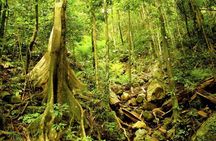 Barron Gorge and Kuranda National Park Half Day Rainforest and Waterfall 4WD Tour from Cairns