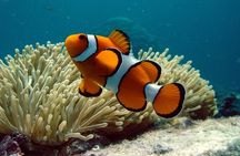 Cairns Reef/Rainforest : Daintree Rainforest & Great Barrier Reef
