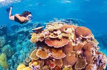 6-Day Best of Cairns Including the Great Barrier Reef, Kuranda and the Daintree Rainforest