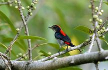 Birdwatching Tour in Langkawi