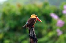 Birdwatching Tour in Langkawi