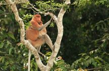 Full-Day Sepilok Orangutan and Proboscis Monkey from Sandakan or Kota Kinabalu