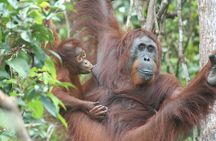 Full-Day Sepilok Orangutan and Proboscis Monkey from Sandakan or Kota Kinabalu