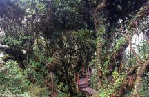 Cameron Highlands: Mossy Forest Tour