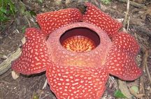 Cameron Highlands: Nature's Wonder Amazing Rafflesia Explorer
