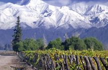 Small-Group Half Day Tour to Concha y Toro Winery
