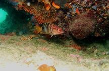 Try Scuba Diving in Split