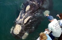 Whale Watching from Gansbaai