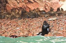 Ballestas Islands and Paracas National Reserve Day Trip from Paracas