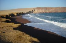 Ballestas Islands and Paracas National Reserve Day Trip from Paracas