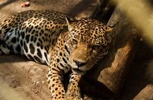 4-Day Amazon Eco-lodge Tour from Puerto Maldonado