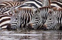 4-Day Serengeti & Ngorongoro Safari