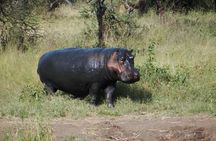 4-Day Serengeti & Ngorongoro Safari