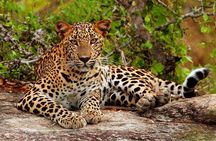 Yala National Park Private Safari trip from Galle/Unawatuna/Mirissa