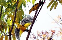 River Cruise for Birds Watching in Galle