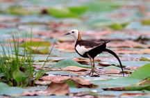 River Cruise for Birds Watching in Galle