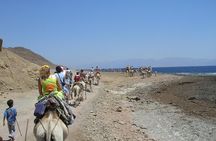 Ras Abu Gallum & Blue Hole Snorkel Safari by Jeep and camel