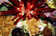  Canyon and Blue Hole Snorkeling Trip with Lunch from Sharm el Sheikh