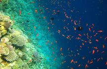 Blue Hole Snorkeling Tour with lunch from Dahab
