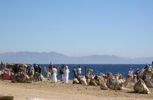 Blue Lagoon Beach 1-Hour Camel Safari from Dahab