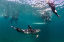 Dolphin and Seal snorkel adventure from Sorrento