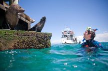 Dolphin and Seal snorkel adventure from Sorrento