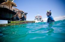 Private 2 Hour Dolphin and Seal Swim Mornington Peninsula