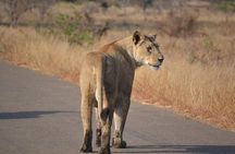4-Day Hluhluwe Imfolozi and St Lucia Safari from Durban