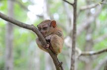 Bohol Island Countryside Tour with Buffet Lunch River Cruise (Cebu or Bohol)