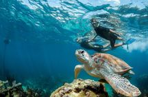 Private Tour Turtle Experience and Cenote Swim