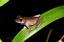 Night Frogs Tour at Kubah National Park