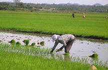 Half-Day Hoi An Countryside and Villages Tour by Bike
