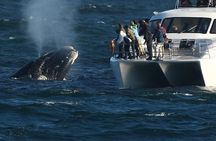 Hermanus Whale Watching Shared Boat Trip and Private Wine Tour from Cape Town