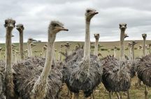3 Days 2 Nights Garden Route Private Tour from Cape Town