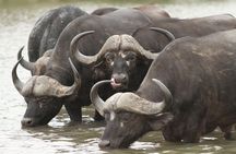 2-Nights 5-star Sanbona Game Reserve with private transfers to and from Sanbona
