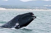 Hermanus Whale Watching & Penguins Shared Tour from Cape Town
