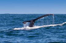 Hermanus Whale Watching & Penguins Shared Tour from Cape Town