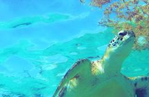 Snorkeling Adventure Tour Reef & Cenote 